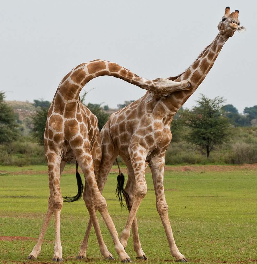 Giraffes