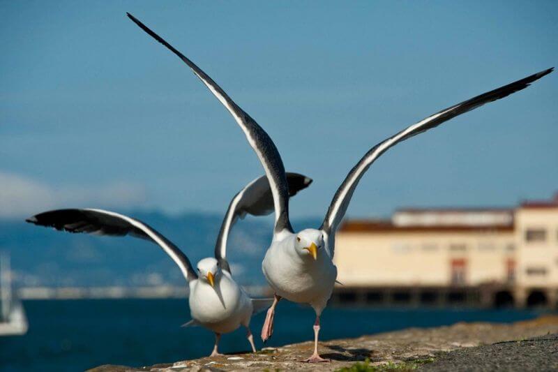 Gulls