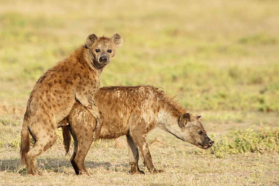 Hyenas