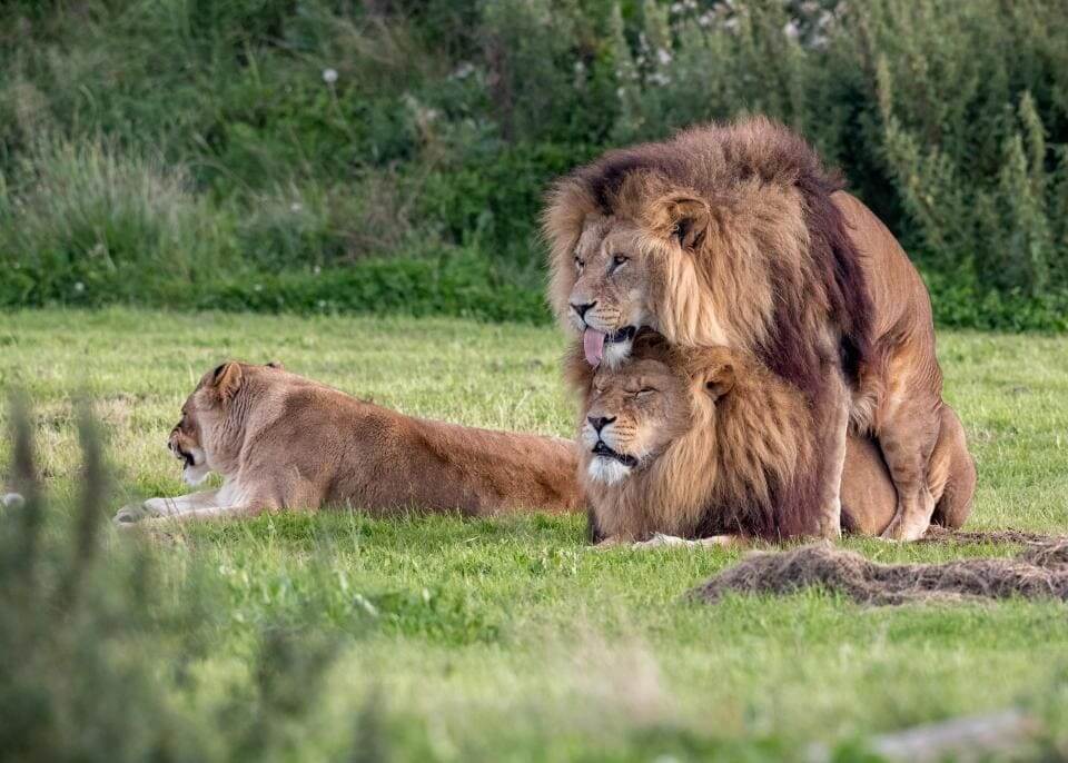 Lions