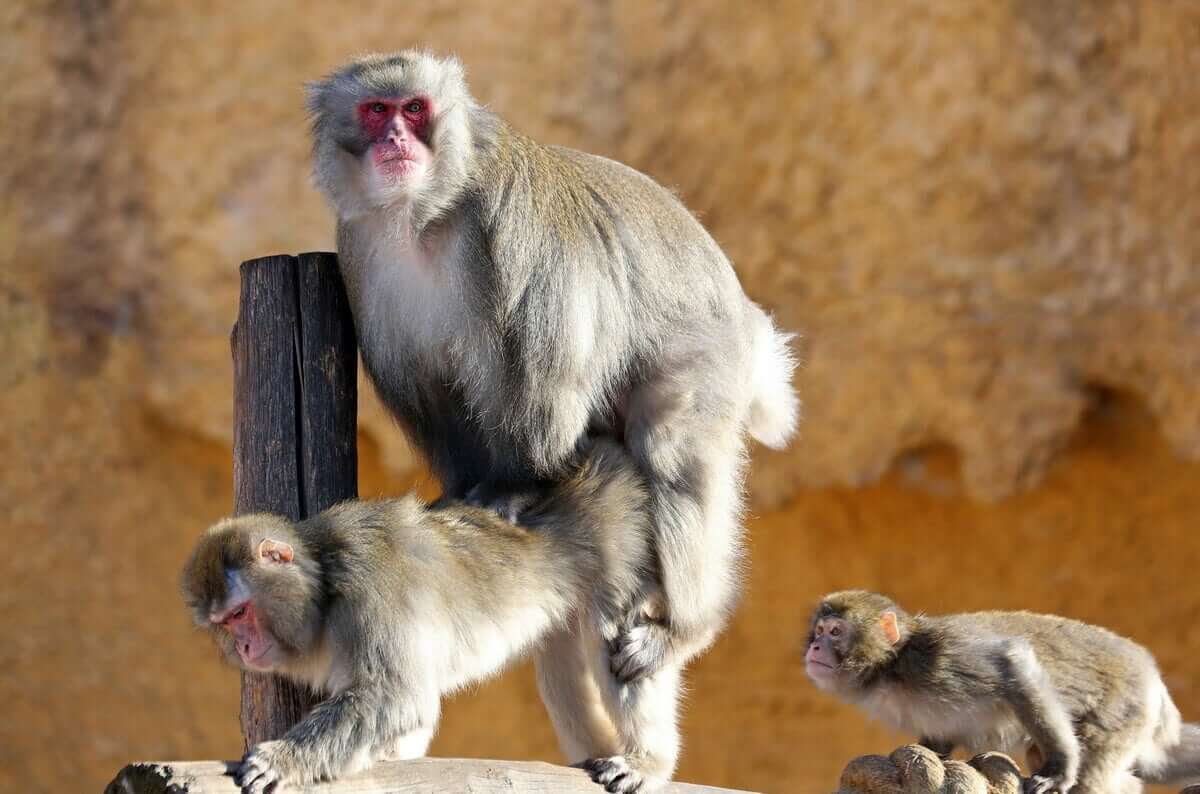 Macaques