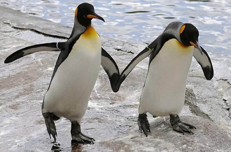 Penguins