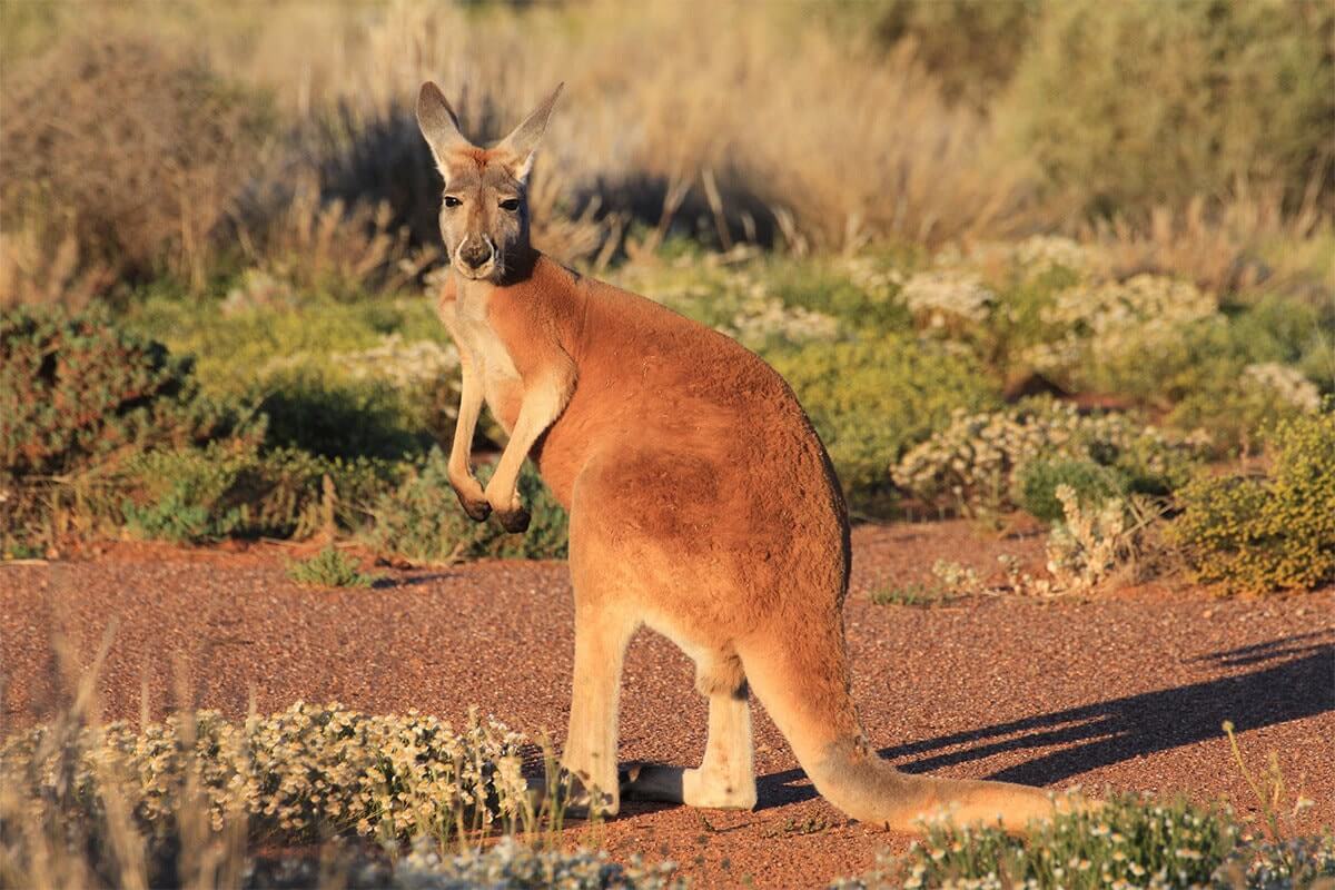 Red Kangaroo