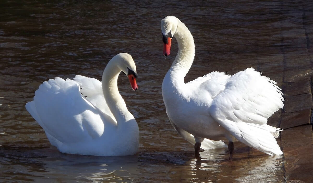 Swans