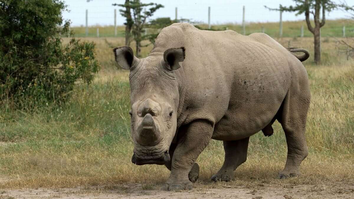 White Rhinoceros