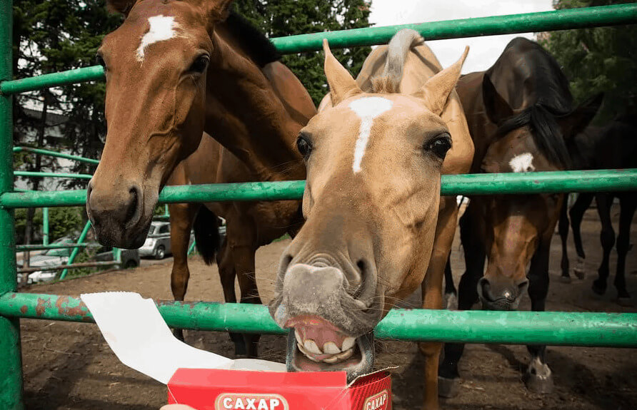 Horses Like Sweets