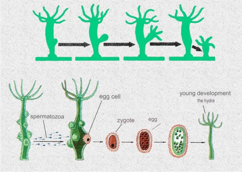 Asexual And Sexual Reproduction Mechanism