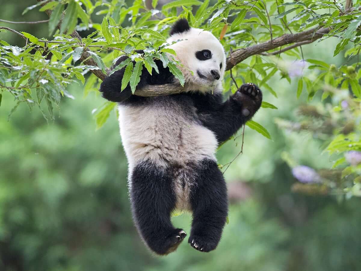 China Provides For The Death Penalty For Killing A Panda