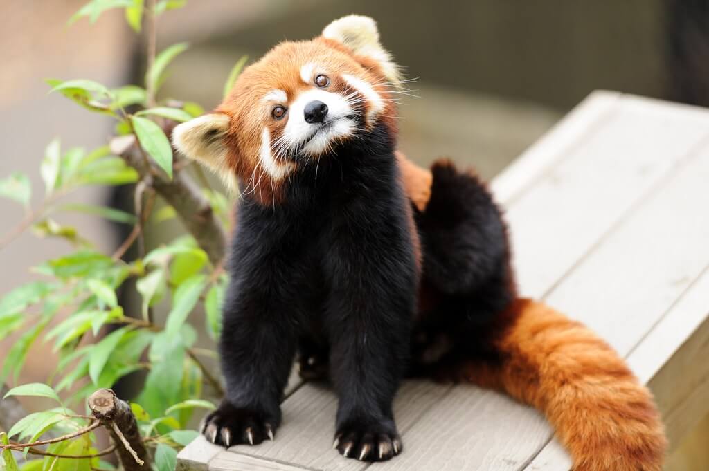 In India And Nepal, The Cat Bear Is A Pet