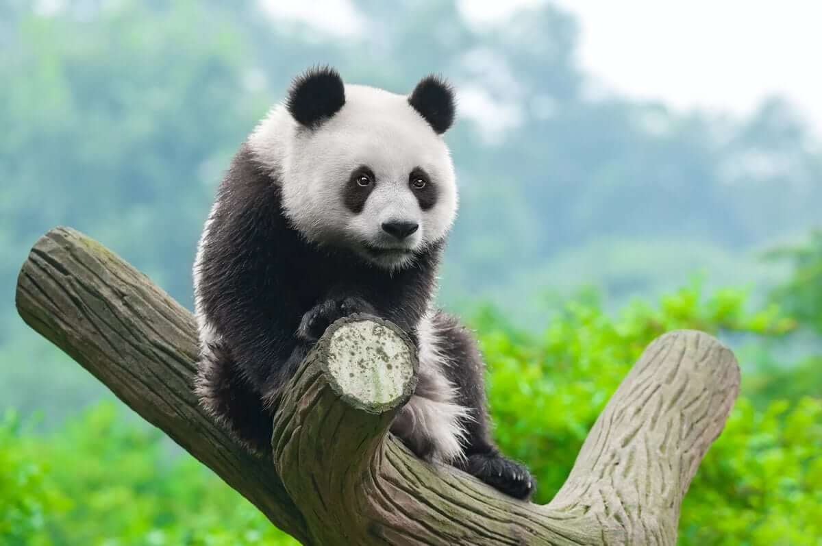 The Bamboo Bear Is The Only Extant Species Of The Genus Ailurus