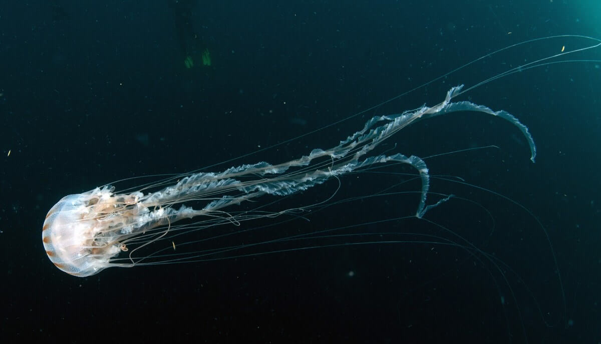 The Sea Wasp Is The Most Dangerous Creature On The Planet