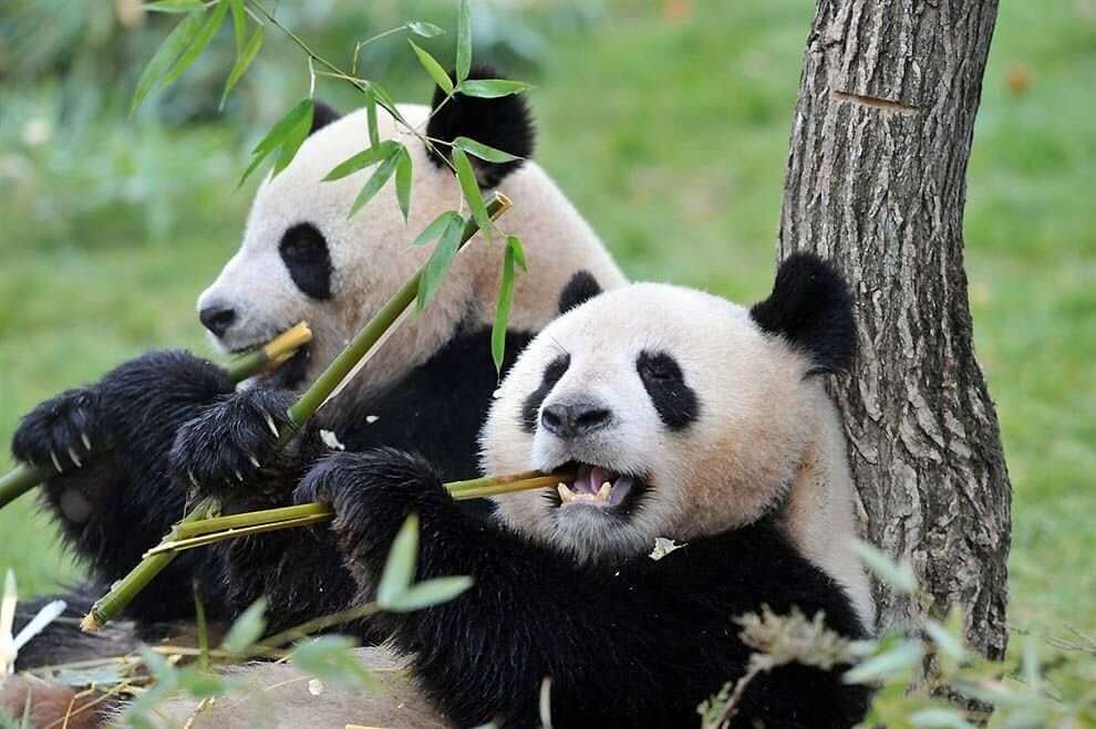 They Belong To The Order Of Carnivores, But Eats Mainly Bamboo