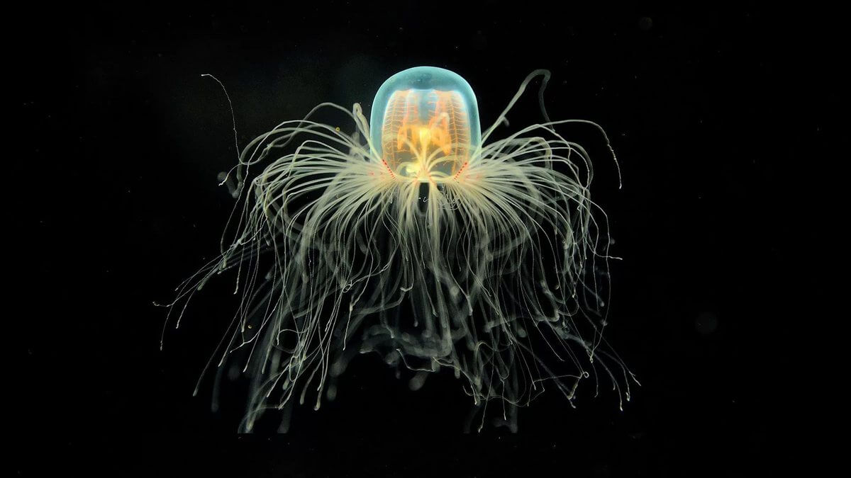 Turitopsis Nutricula An Immortal Living Creature