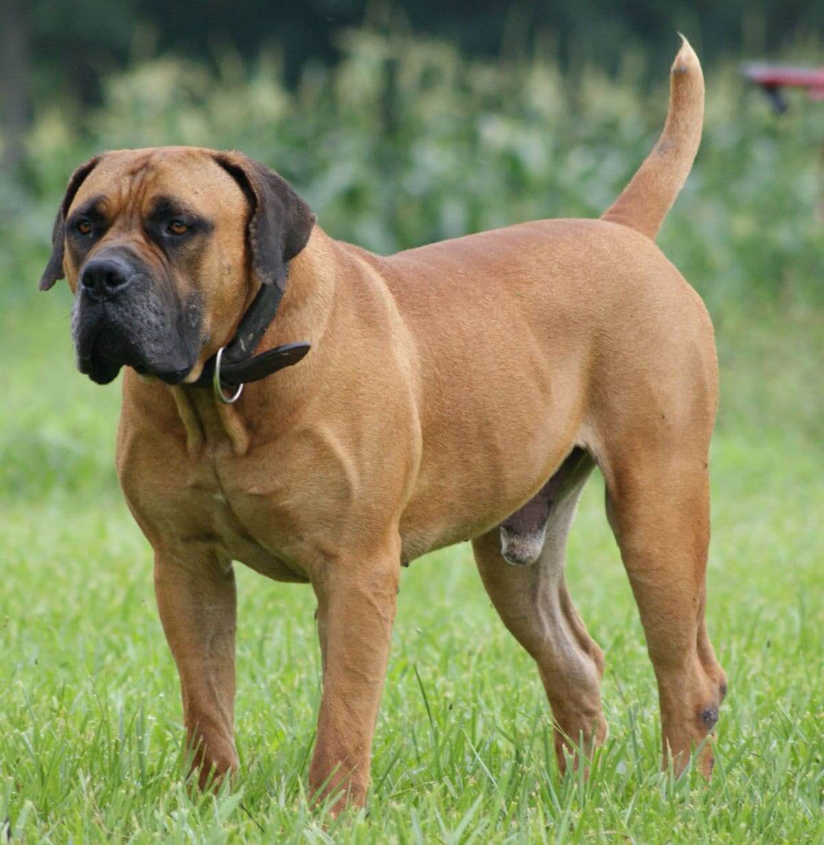 Boerboel