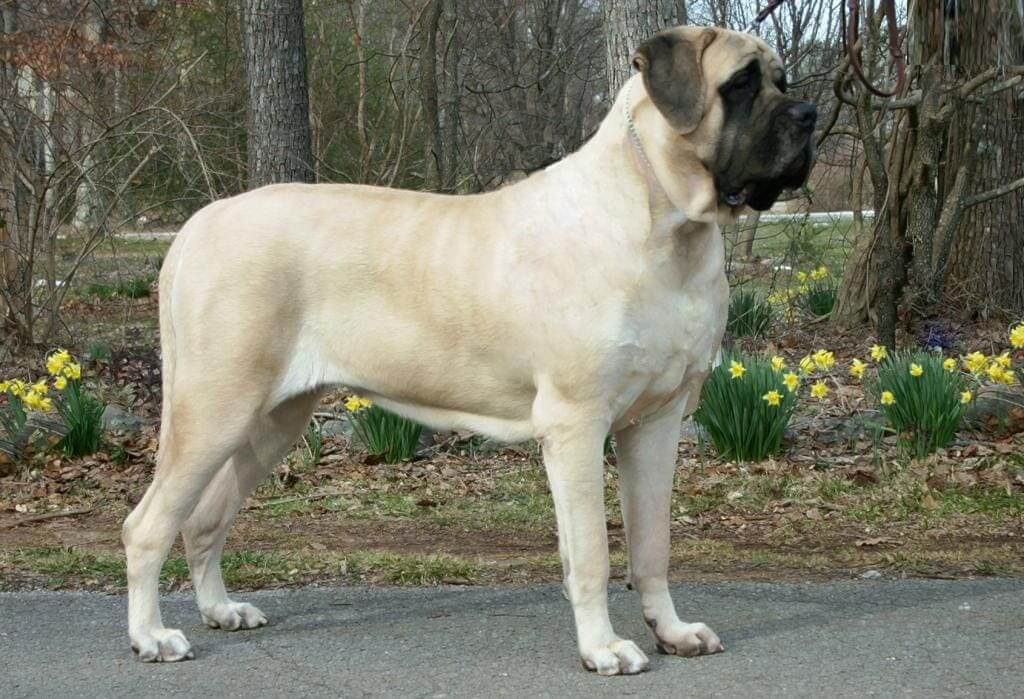 English Mastiff