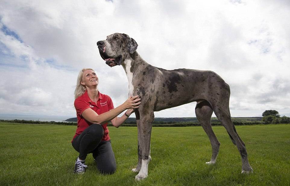 Great Dane Is The Tallest Breed