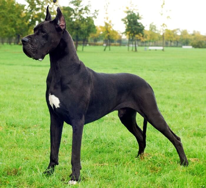 Great Dane