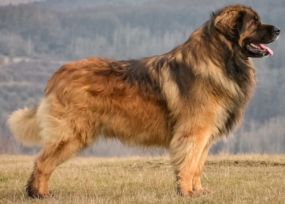 Leonberger