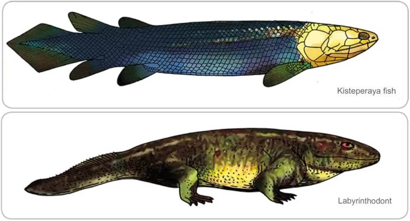 More Than Half Of Vertebrate Species Have Evolved From Fish