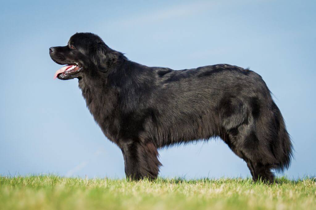 Newfoundland Dog