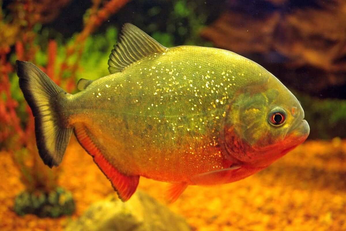 Piranha Is The Most Dangerous Fish