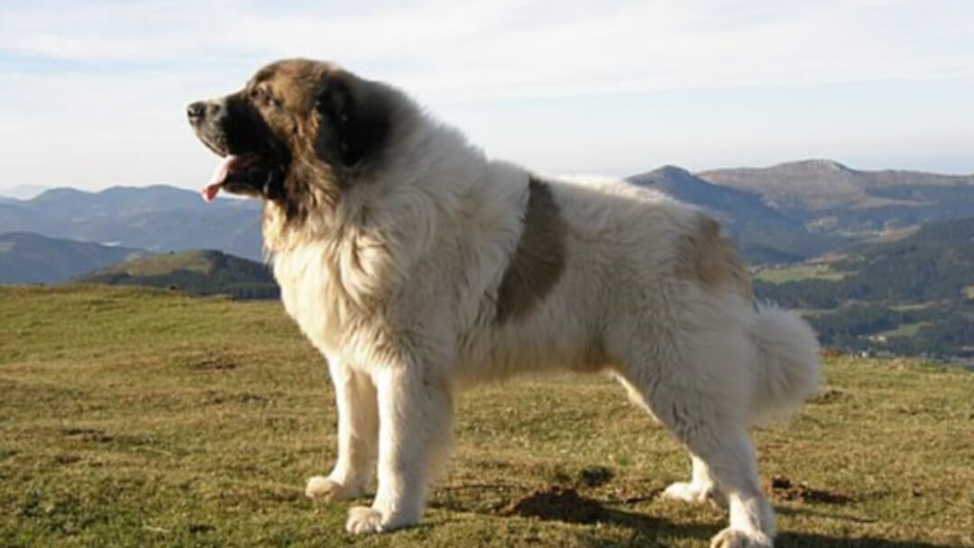 Pyrenean Mastiff