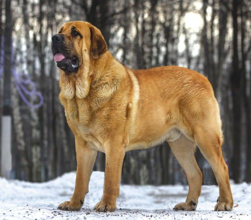 Spanish Mastiff