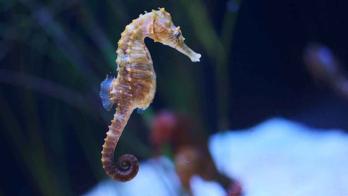 The Seahorse Is The Only Fish That Swims Vertically