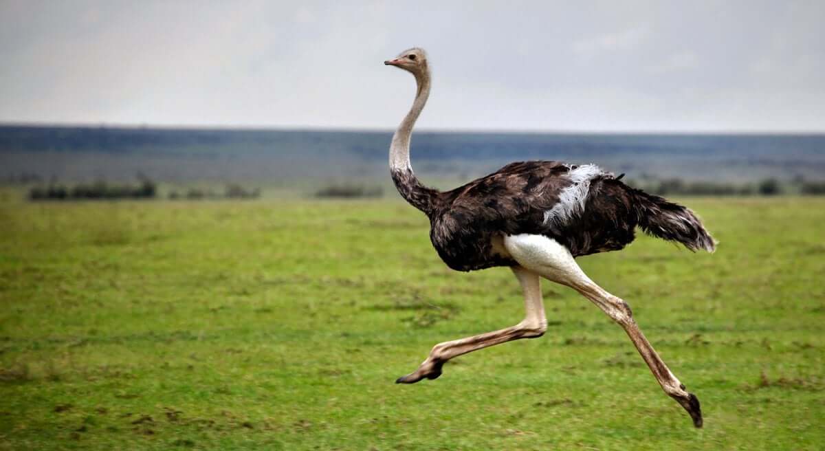 During The Run, They Move With Huge Jumps