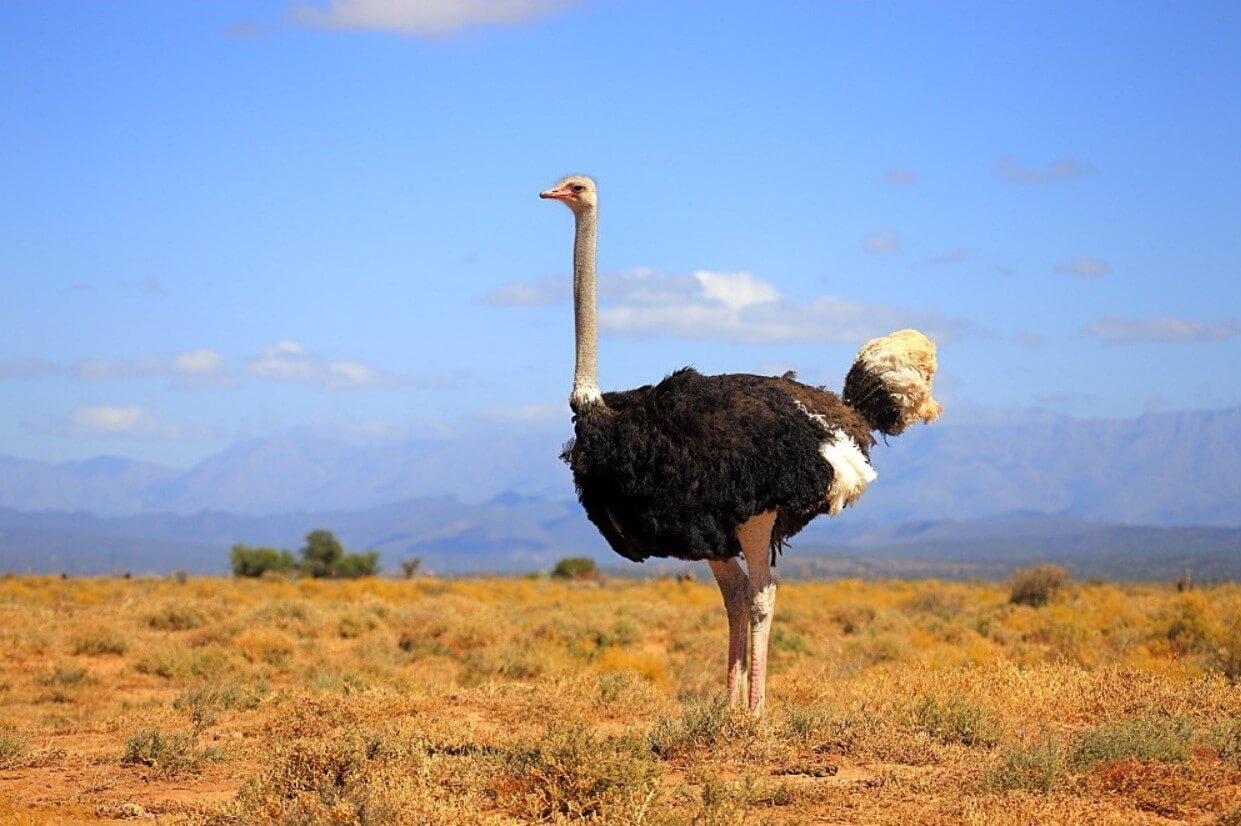 Ostriches