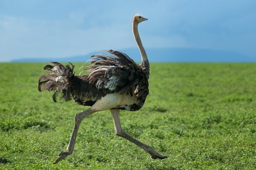 The Name Translates To Sparrow Camel