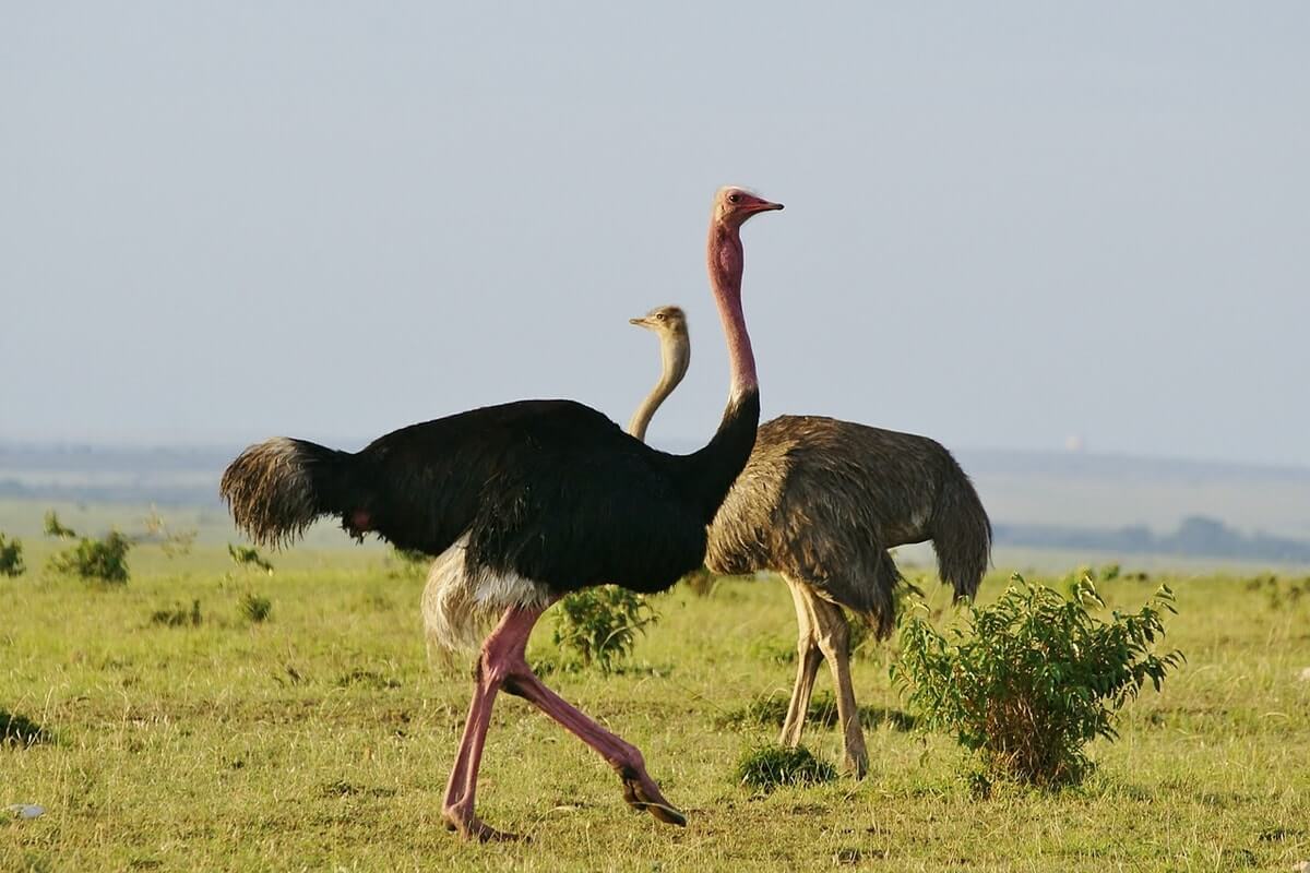 Young Birds Eat Only Meat And Insects