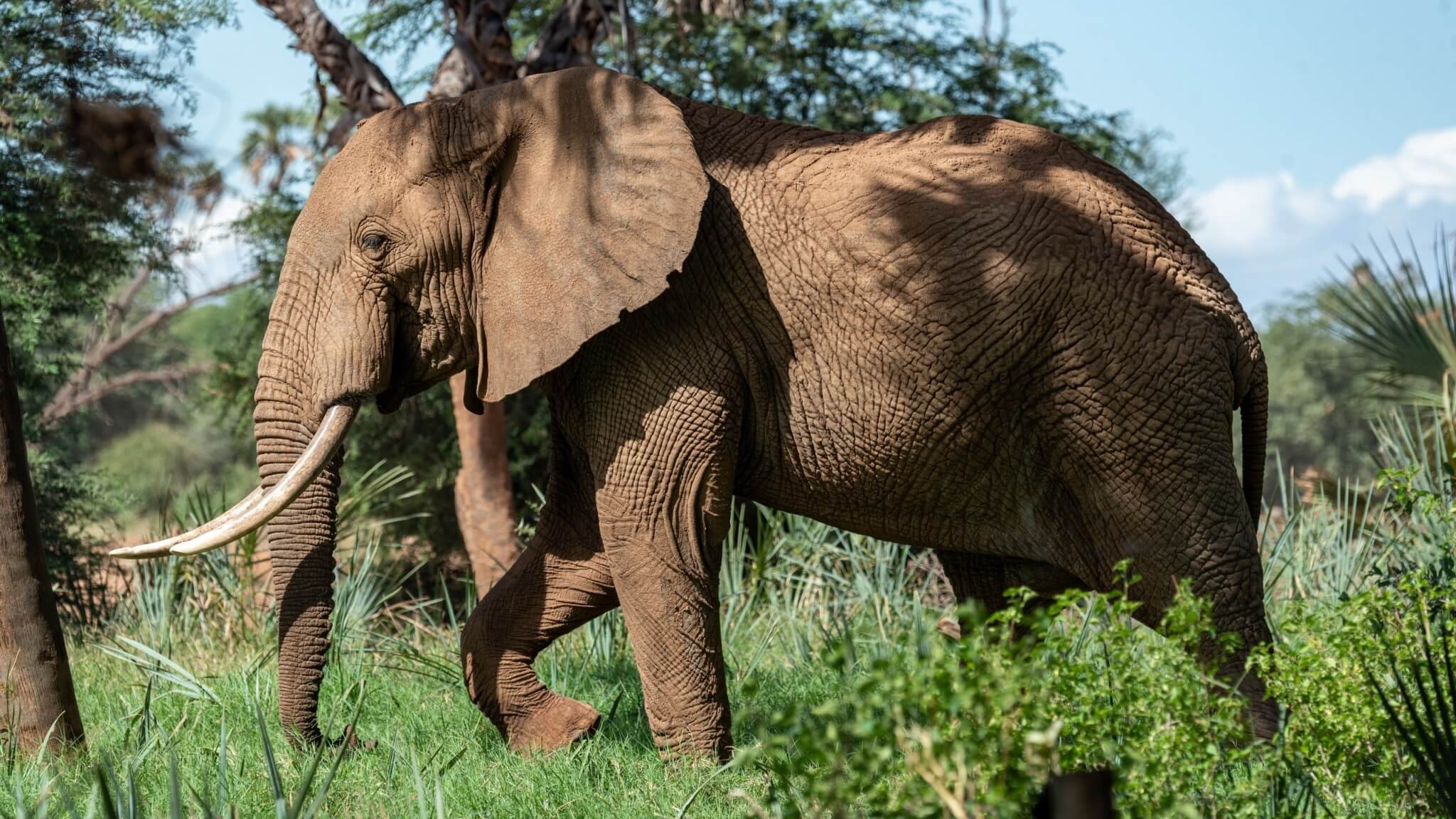 African Elephants Are The Largest Land Mammals