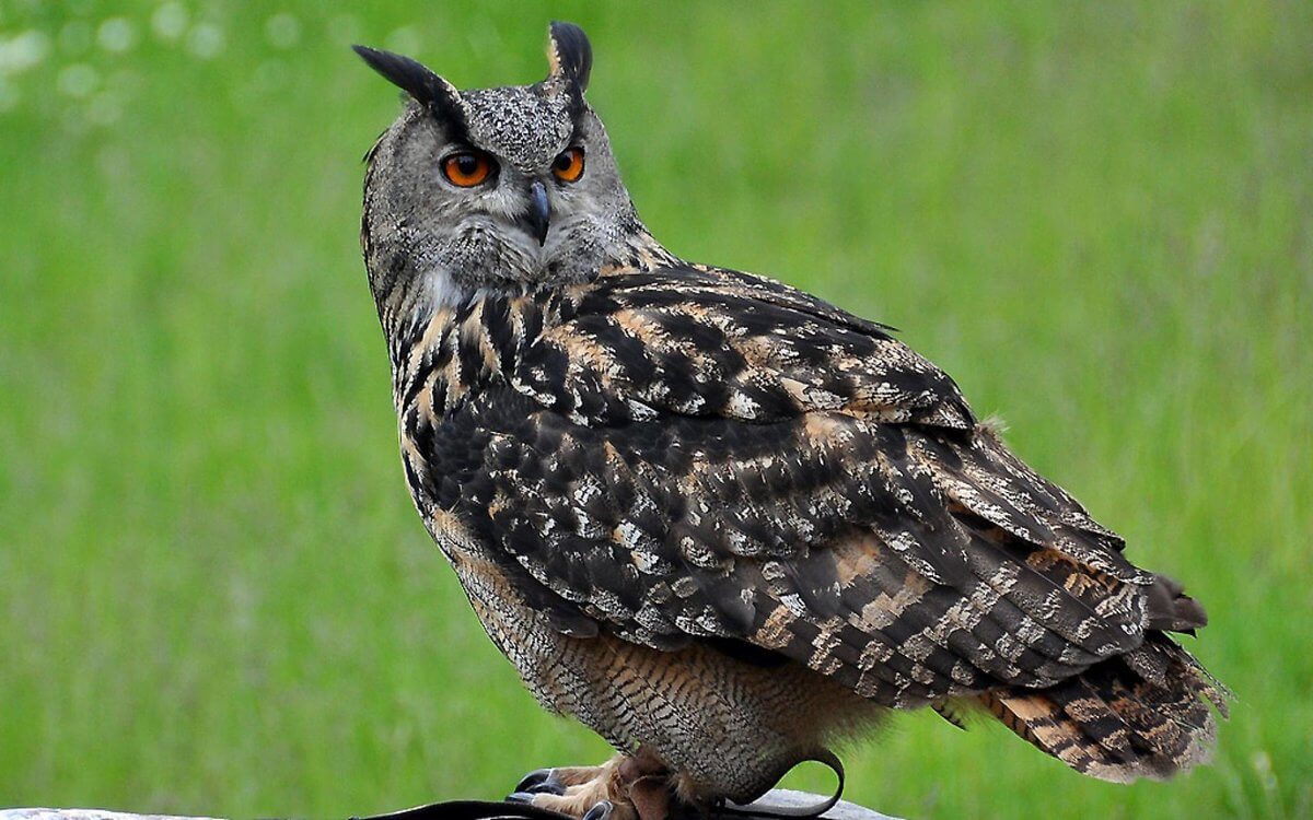 Eurasian Eagle Owl Is The Largest Representative