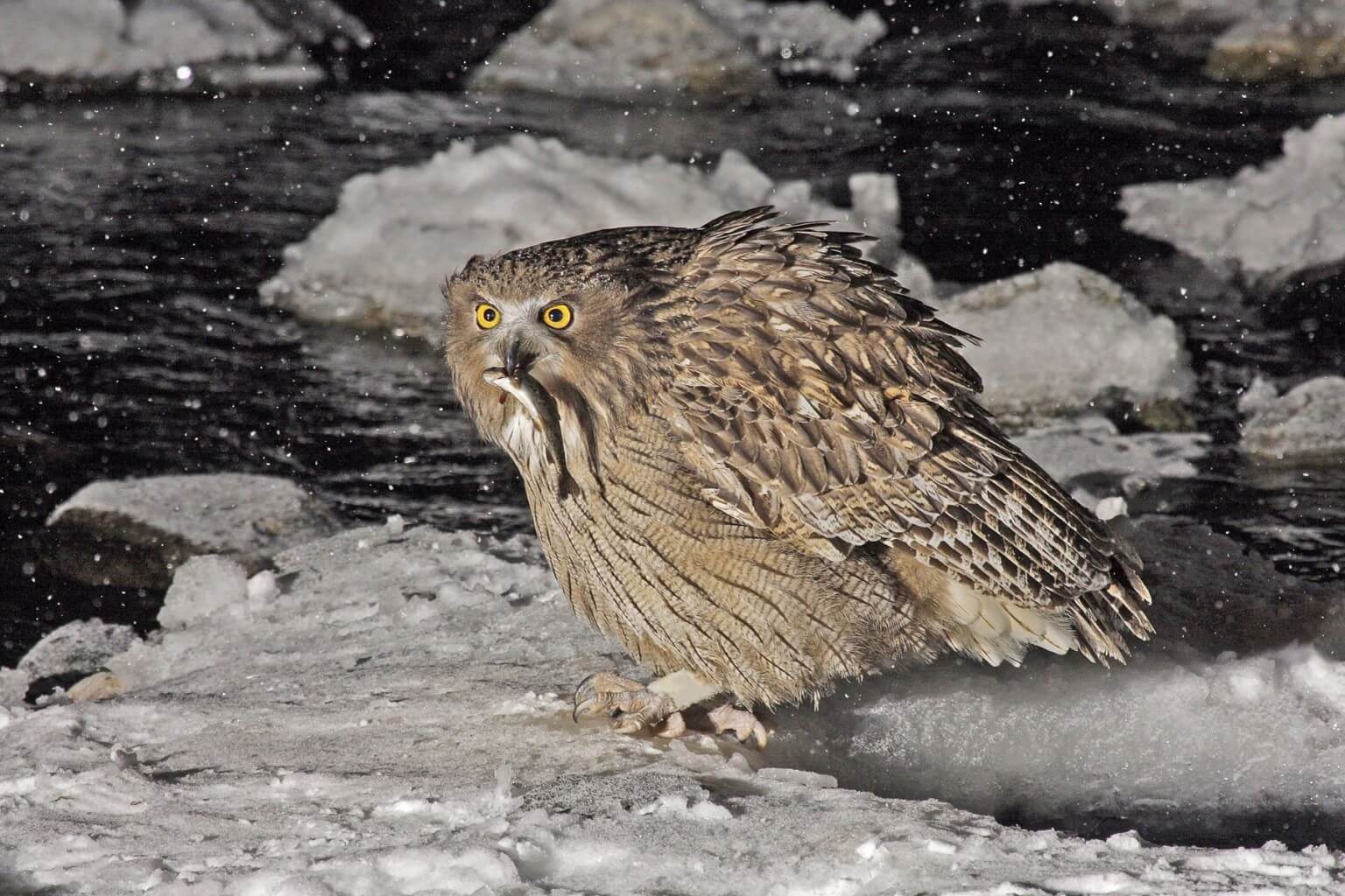 Fish Owls Are On The Verge Of Extinction