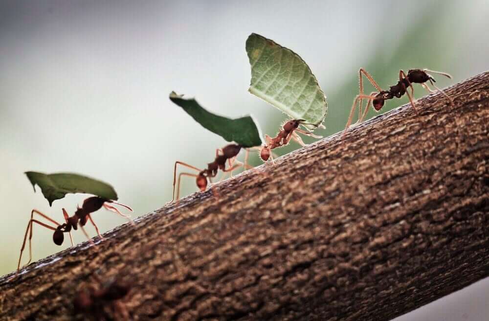 In Many Cultures, It Is A Symbol Of Hard Work