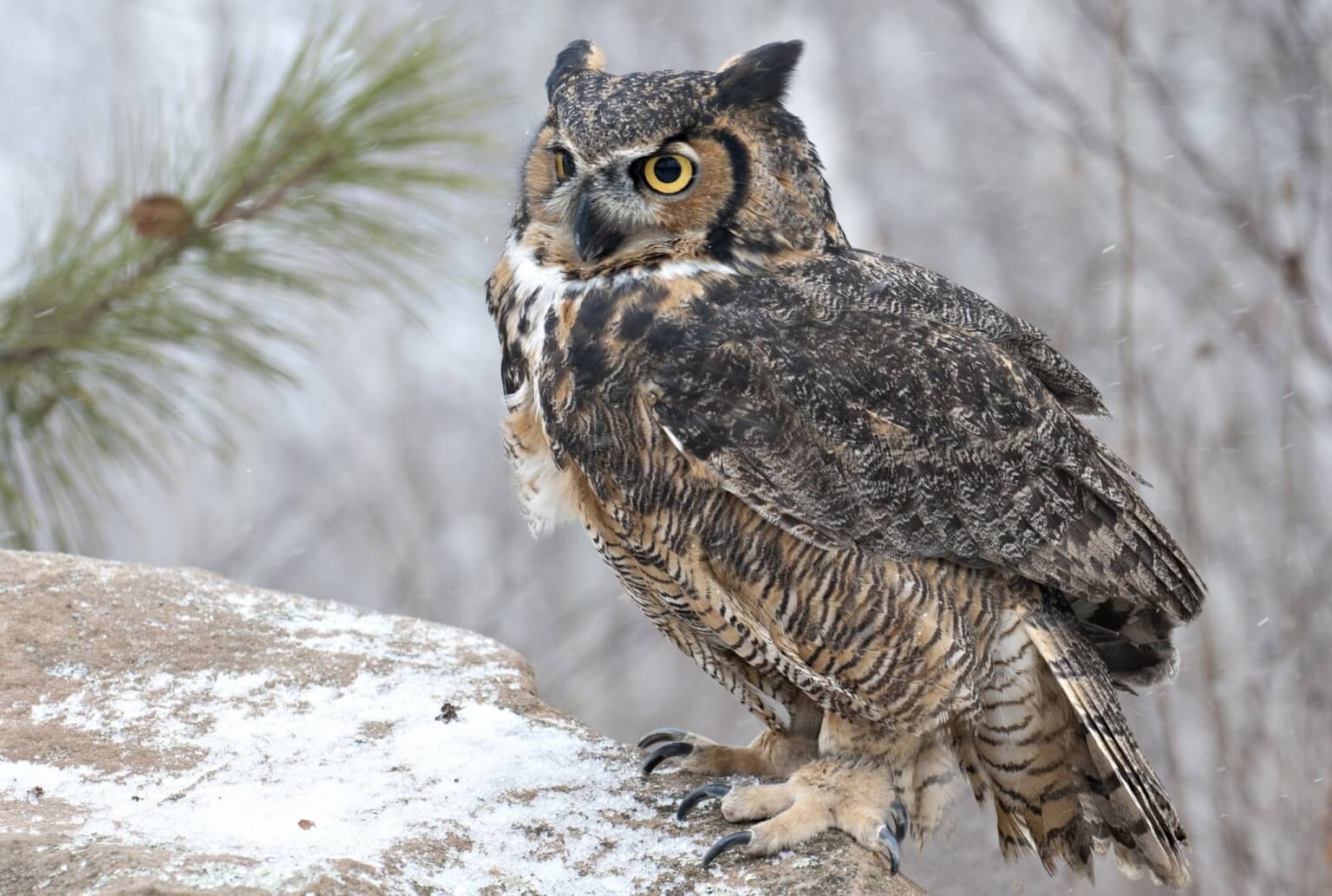 Not All Owls Are Prone To Migration