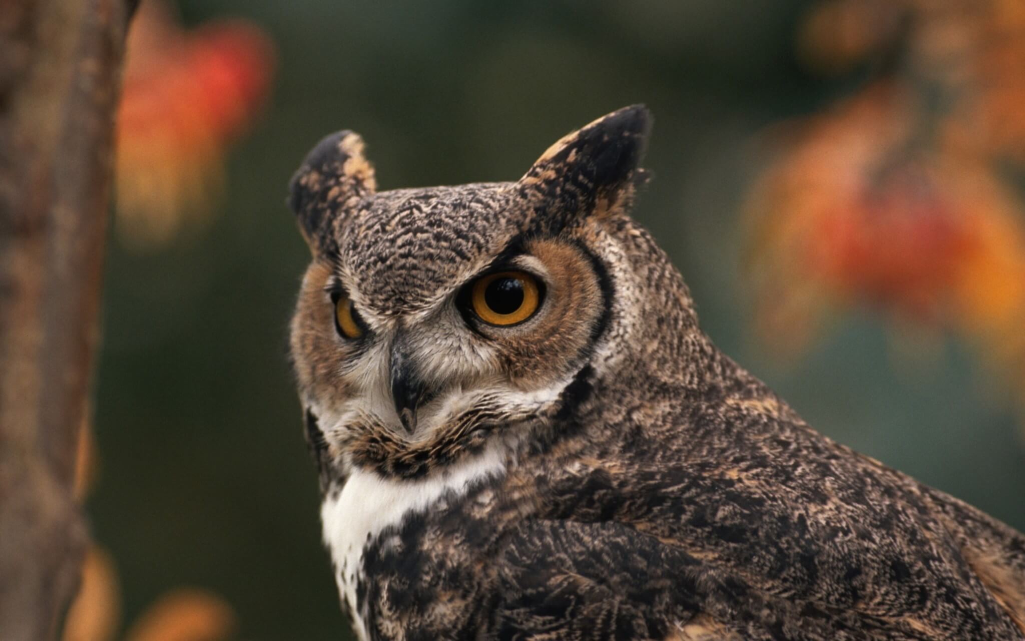 Owls Don't Have Eyeballs, But They Do Have 3 Eyelids