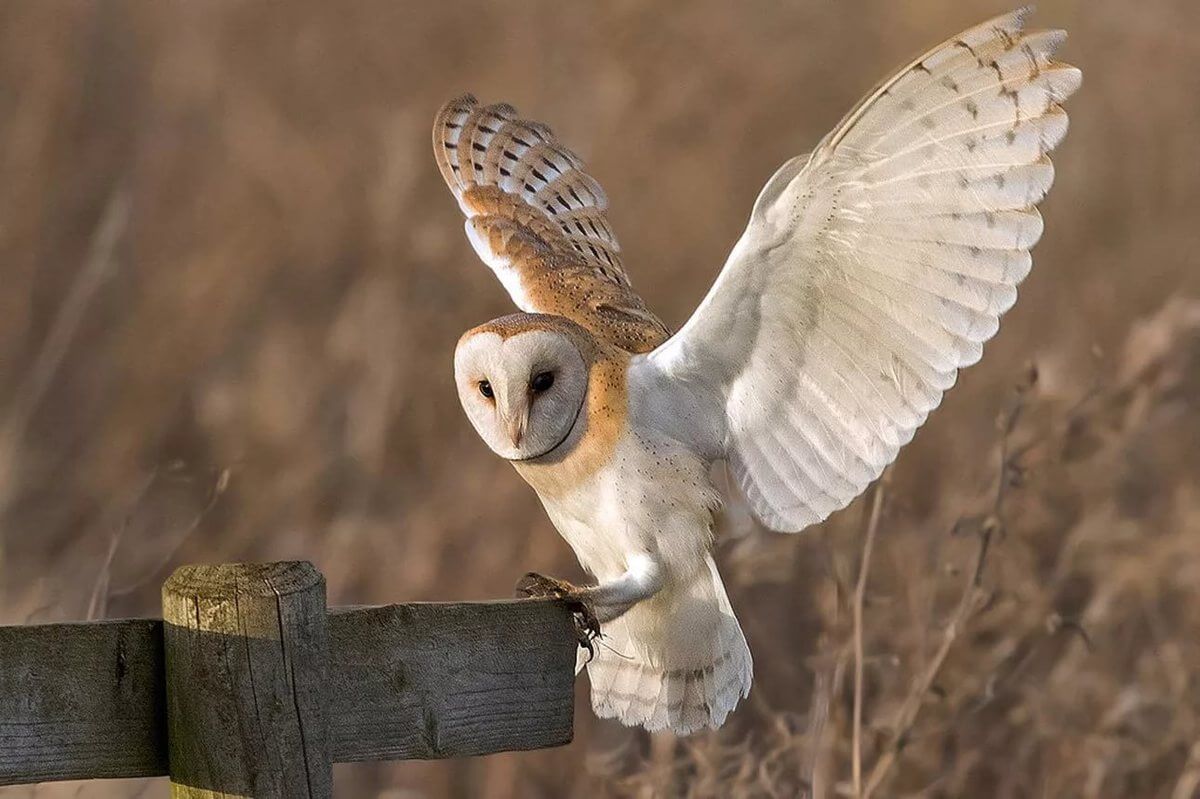 Barn owls Rely Only On Hearing When Hunting