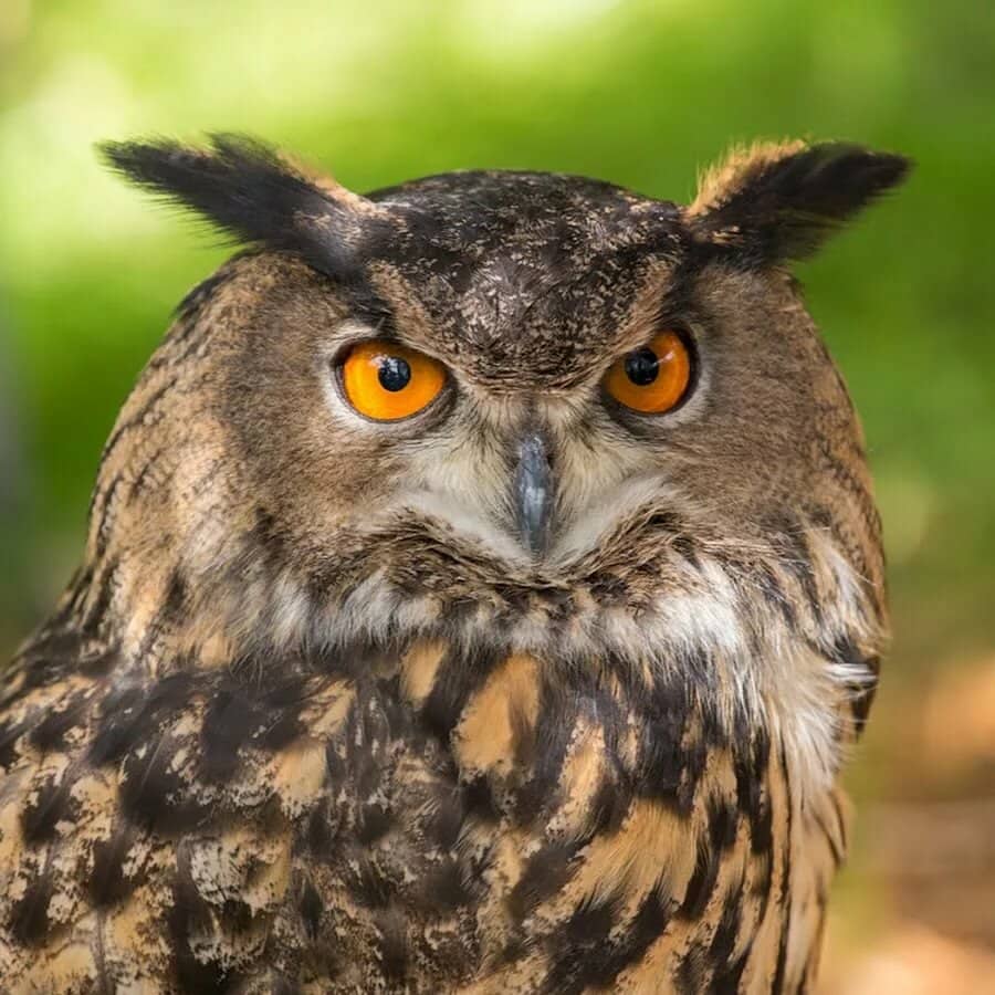 The Only Birds Whose Outer Ear Consists Of Folds Of Skin