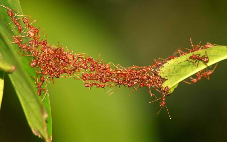 They Form Living Bridges Out Of Their Bodies To Overcome Obstacles