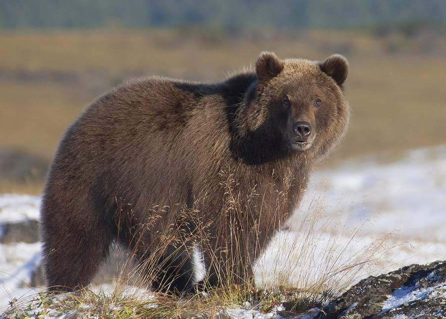 The Largest Specimens Live In Alaska And Kamchatka