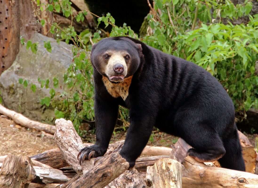 The Smallest Species Is Sun Bears