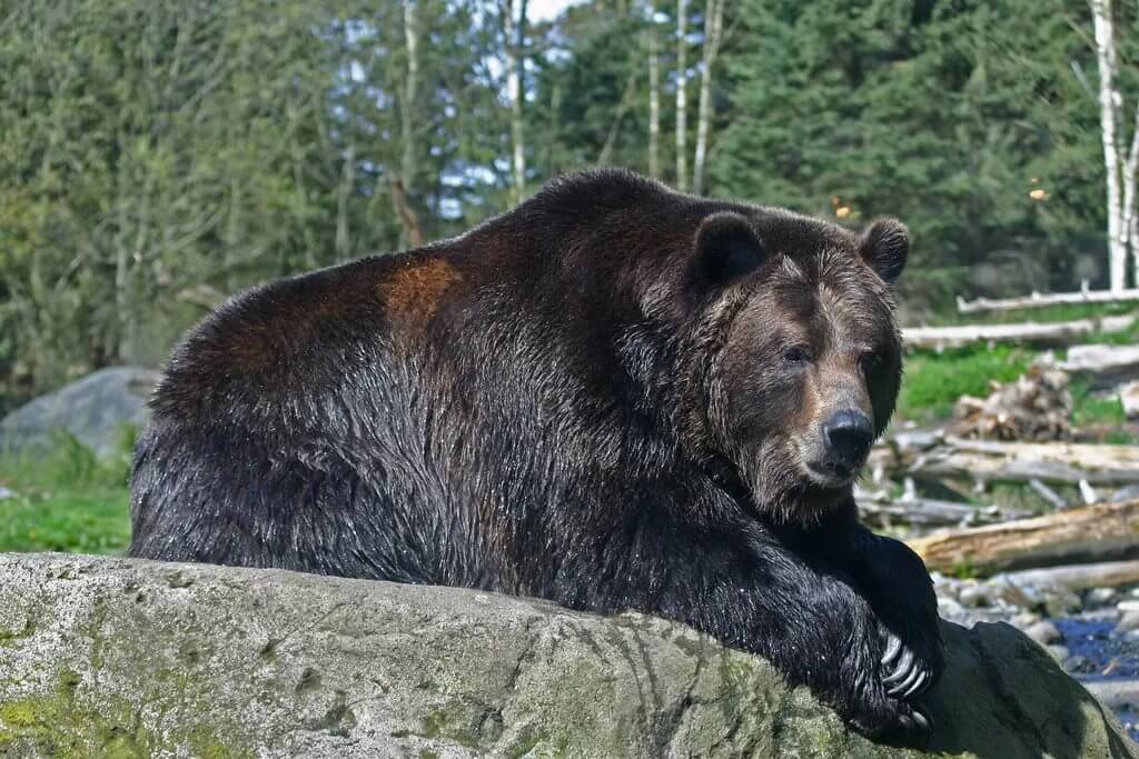 The Third Part Of The World's Bears Live In North America