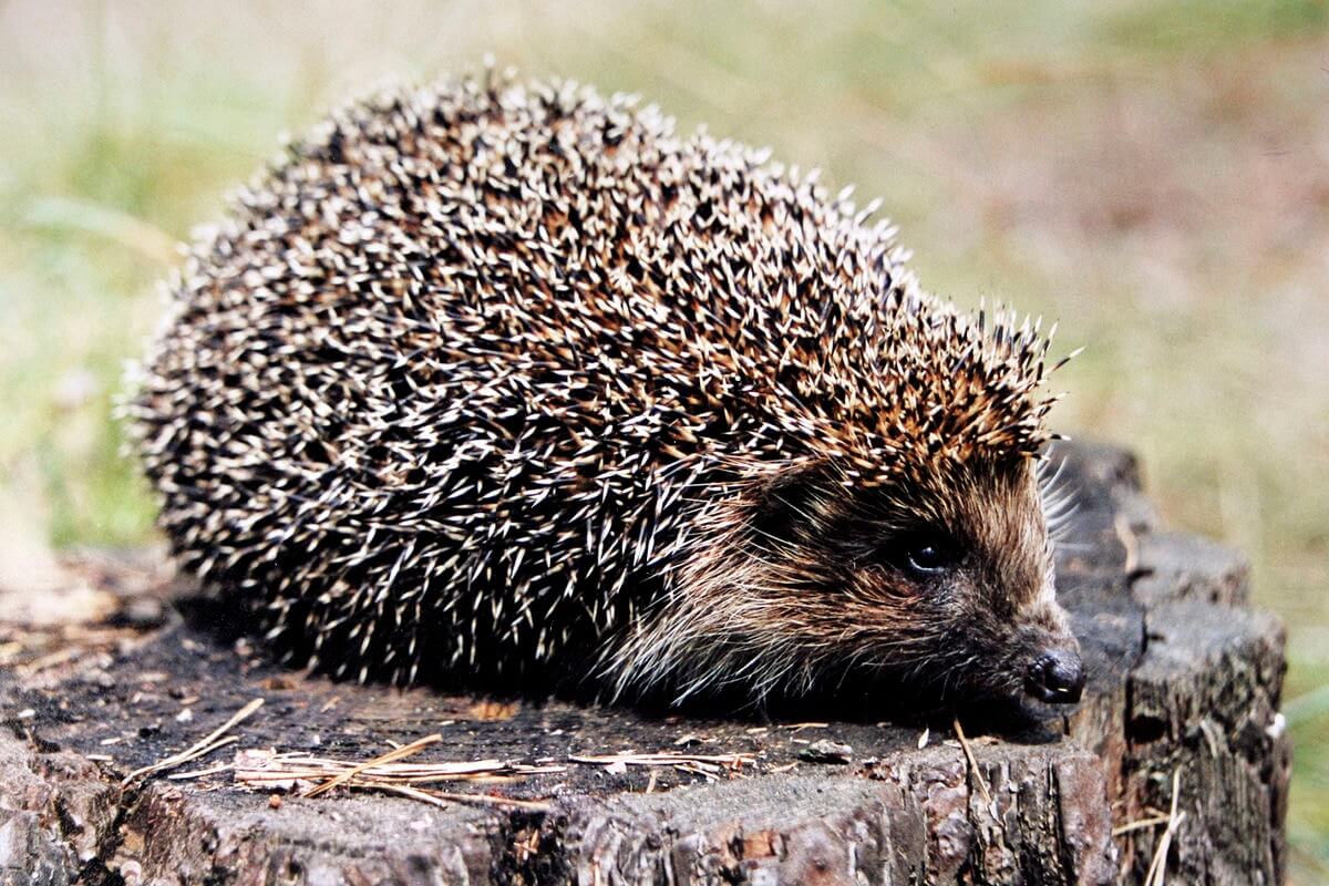 About 10,000 Needles On An Animal