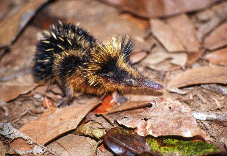 About 17 Species Of Hedgehogs