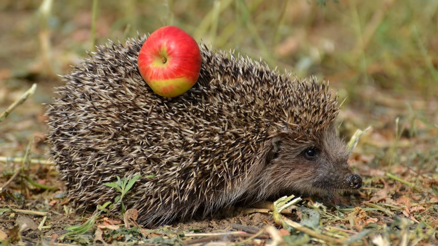 Contrary To Popular Belief, Hedgehogs Do Not Purposely Carry Food On Themselves