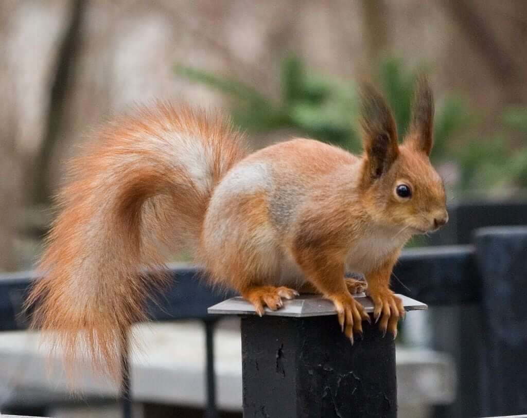 In Russia, Only The Common Squirrel Is Found