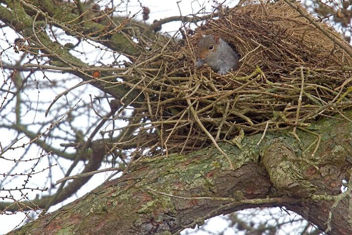 One Animal Can Build Itself 15 Nests