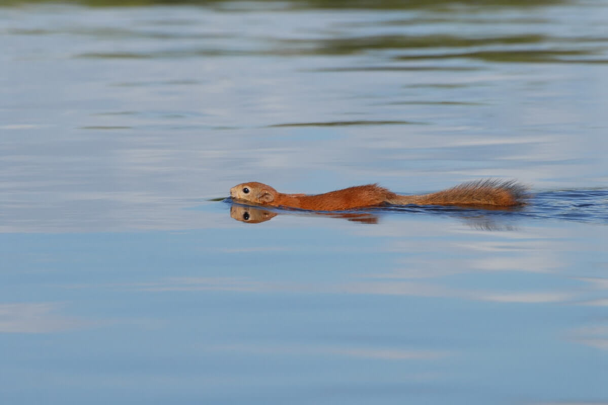 They Swim Really Well